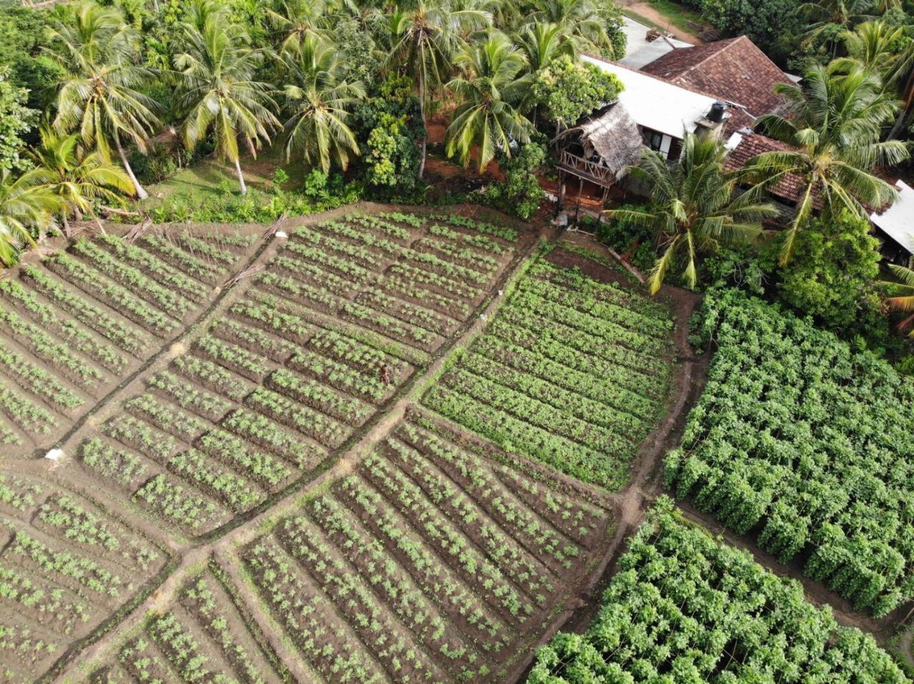 Blue Mountains View Appartement Dambulla Buitenkant foto